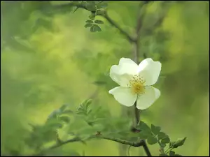 Dzika róża, Biały, Kwiat
