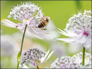 Pszczoła, Kwiaty, Jarzmianka