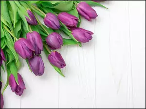 Fioletowe tulipany na białych deskach