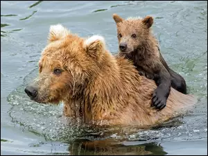 Woda, Niedźwiedzie szare, Grizli, Niedźwiadek