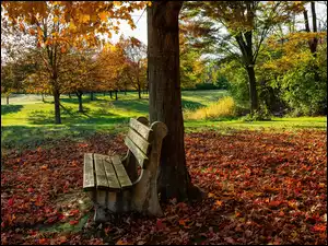 Ławka pod drzewem w jesiennym parku