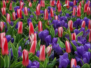 Tulipany, Krople, Kolorowe, Kwiaty, Krokusy