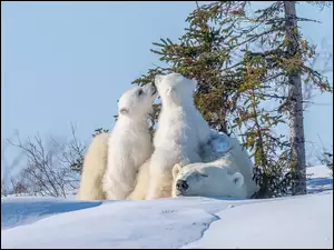 Drzewa, Niedźwiedzie polarne, Dwa, Niedźwiadki