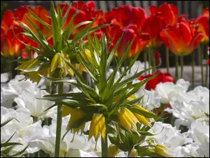 Żółta szachownica cesarska i czerwone tulipany