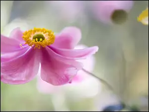 Zawilec japoński, Różowy, Kwiat