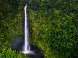 Wodospad Akaka Falls w Stanach Zjednoczonych