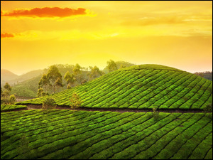 Wschód słońca nad plantacją herbaty w Munnar Indiie