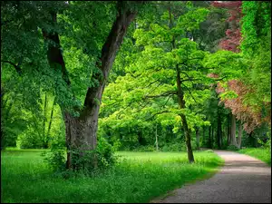 Ścieżka wśród drzew