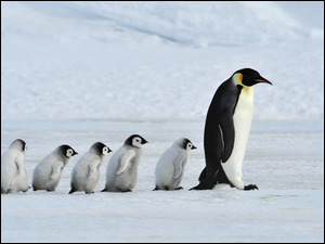 Śnieg, Pingwiny, Rodzina, Zima