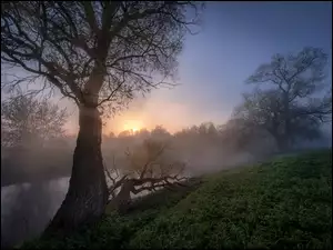 Mgła, Wschód słońca, Drzewa, Rosja, Rzeka Istra, Obwód moskiewski