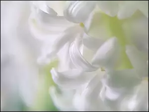 Biała lilia w makro