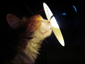 Żarówka, Kot, Lampa