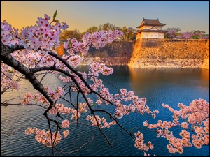Widok zza kwitnącej wiśni na zamek Białej Czapli w Himeji