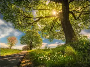 Kwiaty, Wiosna, Droga, Drzewa, Promienie słońca