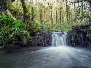 Wodospad wpadający do rzeki w lesie
