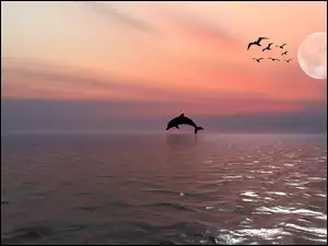 Delfin i stado ptaków nad morzem o zachodzie słońca