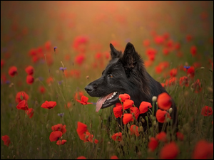 Maki, Pies, Czarny owczarek niemiecki, Kwiaty