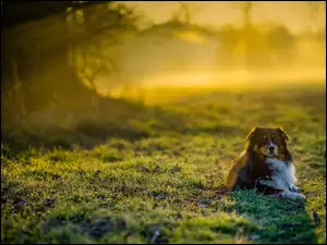 Pies na trawie w promieniach słonecznych