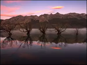 Drzewa w jeziorze Wakatipu w Nowej Zelandii