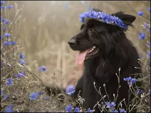 Pies, Kwiaty, Chabry, Czarny owczarek niemiecki