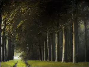 Drzewa wzdłuż porośniętej trawą leśnej drogi