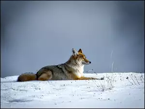 Kojot leżący na śniegu