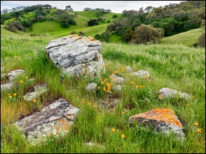 Zielone wzgórza Diablo Range w Parku Narodowym Pacheco w Kaliforni