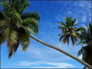 Pochylone palmy na Malediwach