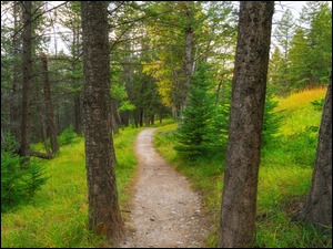 W lesie ścieżka między drzewami