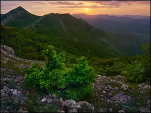 Zielone krzewy na skałach w Górach Krymskich