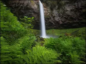 Paprocie i zielona roślinność u stóp wodospadu w rezerwacie przyrody Columbia River Gorge