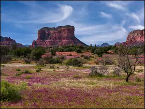 Arizona, Sedona, Kwiaty, Stany Zjednoczone, Drzewa, Skały, Czerwone