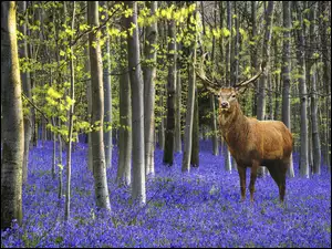 Jeleń na ukwieconej leśnej polanie