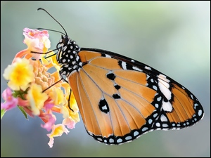Motyl Monarcha złocisty na kolorowym kwiatku