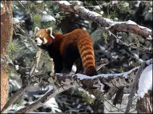 Pandka ruda, Panda, Czerwona, Drzewo