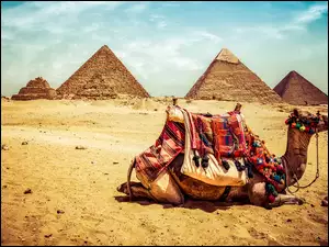 Wielbłąd leżący na pustyni pod piramidami w Gizie