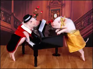Świnia grająca na fortepianie