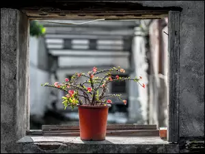 Kwitnący kaktus na oknie