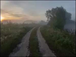 Droga, Trawa, Mgła, Wschód słońca, Drzewa