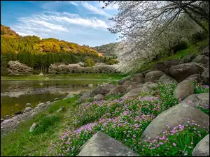 Kwiaty wśród kamieni pod drzewami nad rzeką