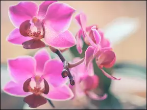 Storczyk, Kwiaty, Różowa, Orchidea