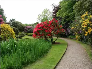 Kwiaty, Park, Drzewa, Biddulph, Ogród Biddulph Grange, Różaneczniki, Anglia, Alejka