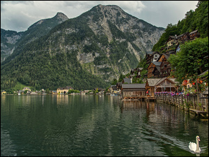 Łabędź na jeziorze Hallstattersee w Alpach Salzburskich