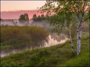 Brzozy na brzegu rzeki Uzala w Rosji