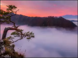 Poranna mgła nad Pieniński Parkiem Narodowym