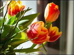 Bukiet żółto-czerwonych tulipanów