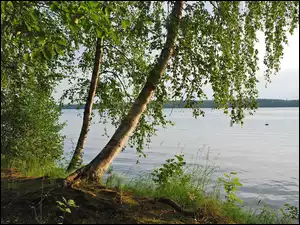 Brzozy i krzewy na brzegu jeziora