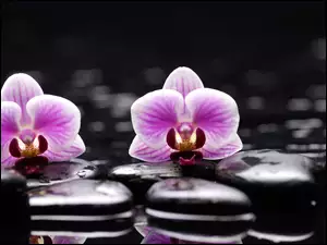 Storczyk, Kamienie, Kwiaty, Dwa, Orchidea
