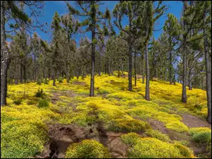 Żółta lucerna nerkowata pod sosnami w Parku Przyrody Cumbre Vieja na wyspach Kanaryjskich