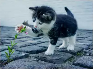 Kotek i kwiat